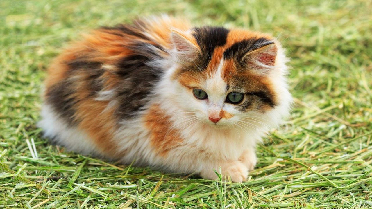 Calico Cat