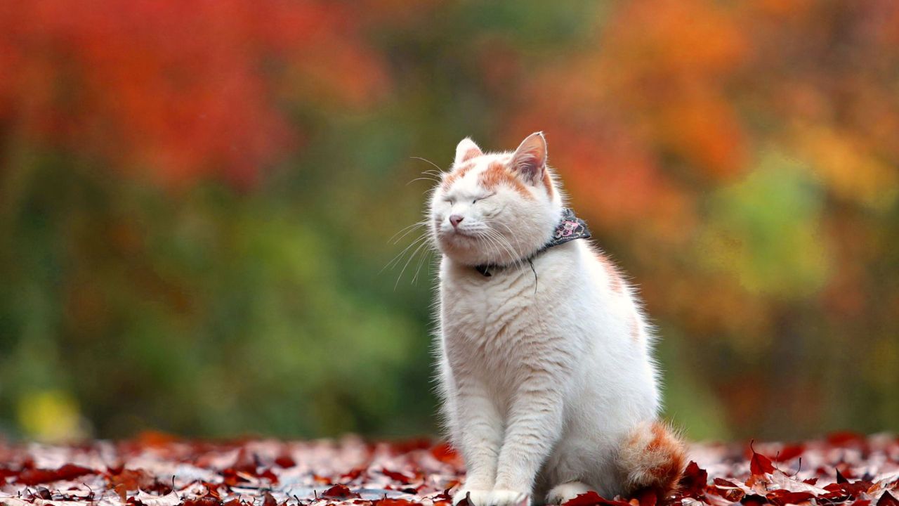 Japanese Cat Names