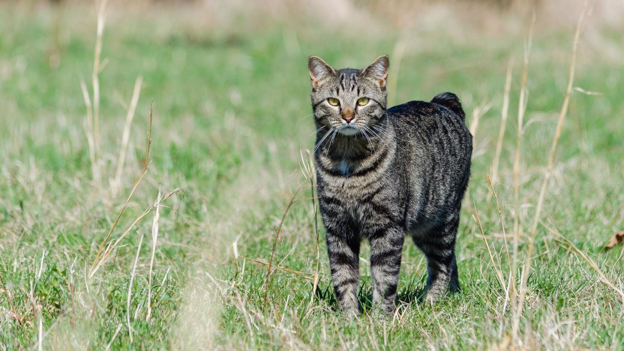 Manx Cat
