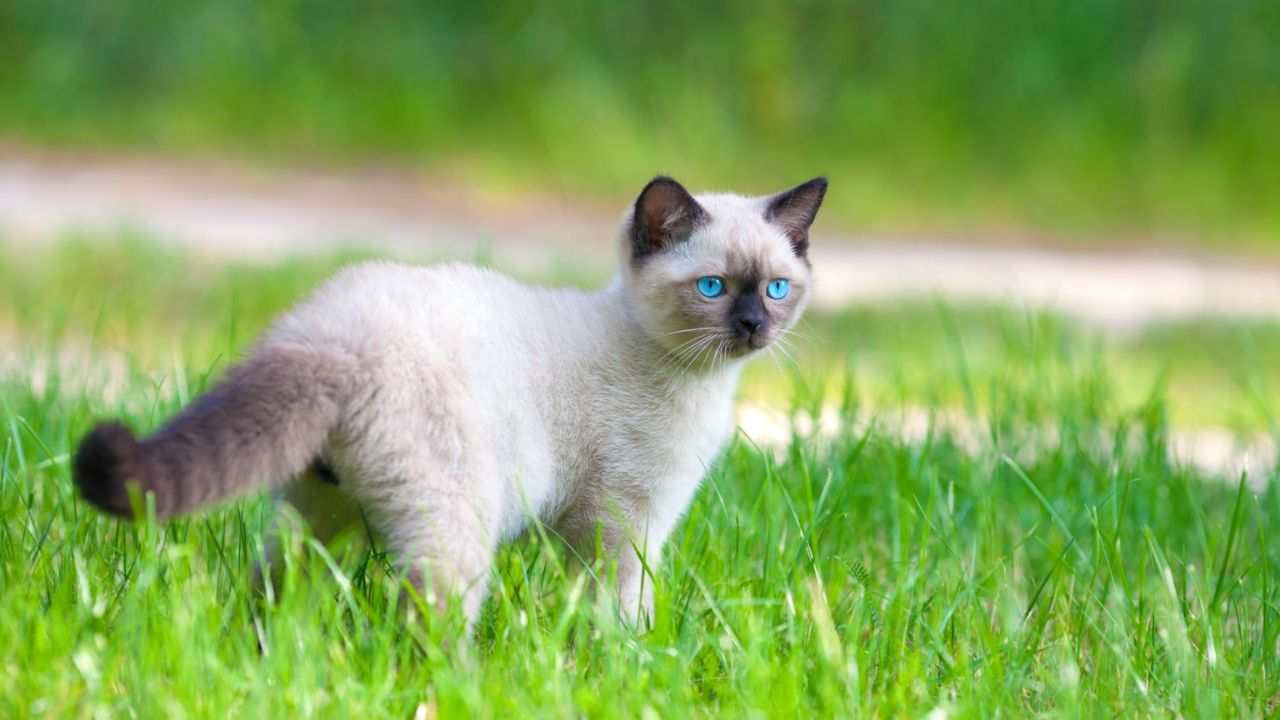 Balinese Cat