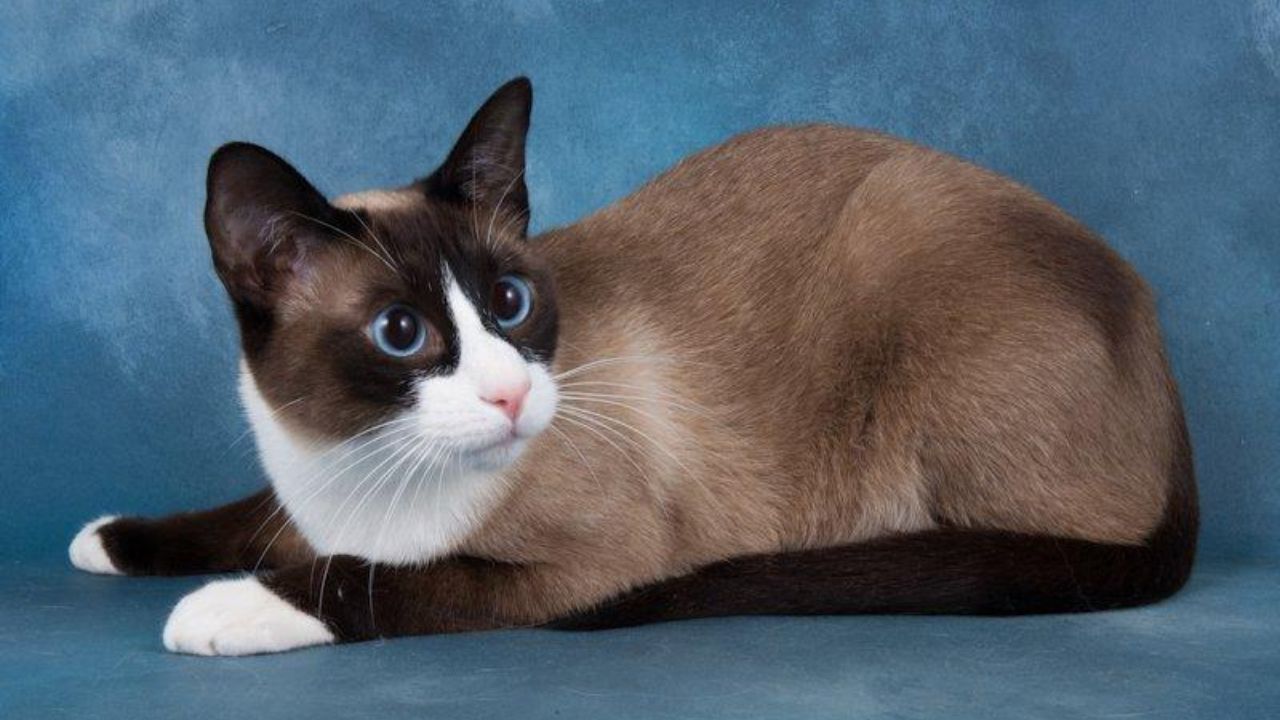 Snowshoe Cat