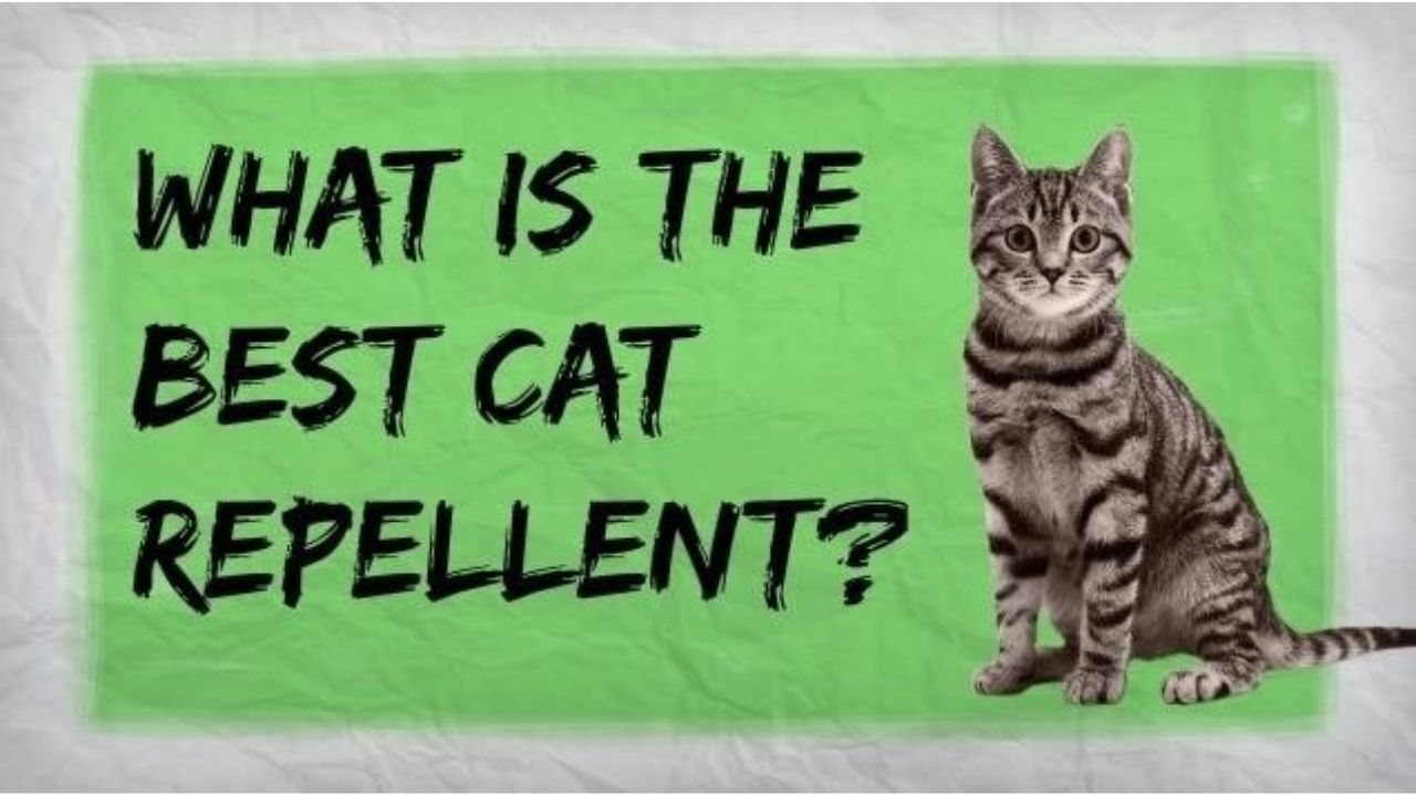 Cat Repellents
