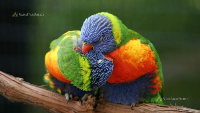 What Are Lovebirds? 2025 Guide