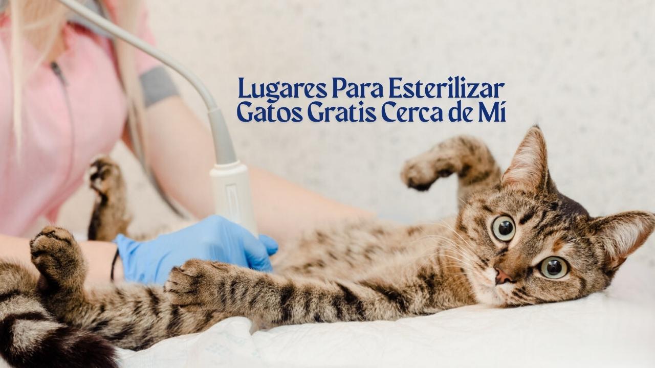 Lugares Para Esterilizar Gatos Gratis Cerca de Mí 17 Opciones Que Debes Conocer Hoy