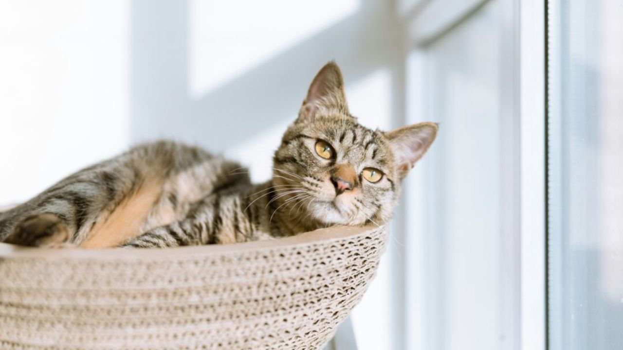 Ultimate Guide to Cat Health