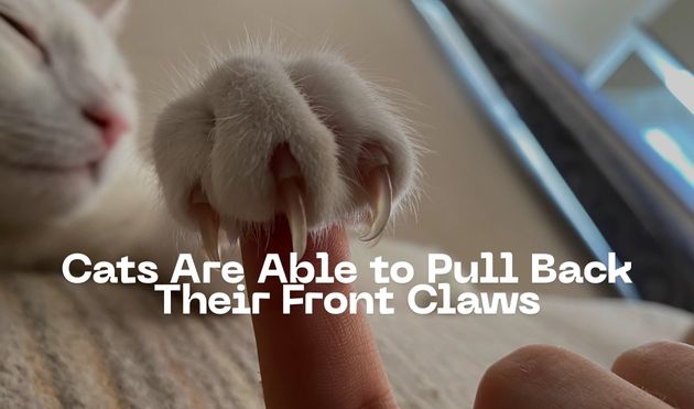 Cats Are Able to Pull Back Their Front Claws