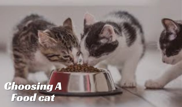 Choosing A Food cat