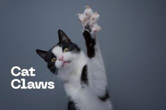 Fascinating Facts About Cat Claws