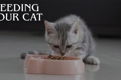 Feeding Your Cat