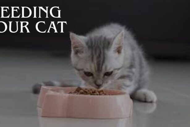 Feeding Your Cat