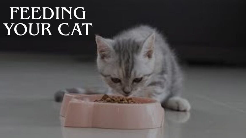 Feeding Your Cat