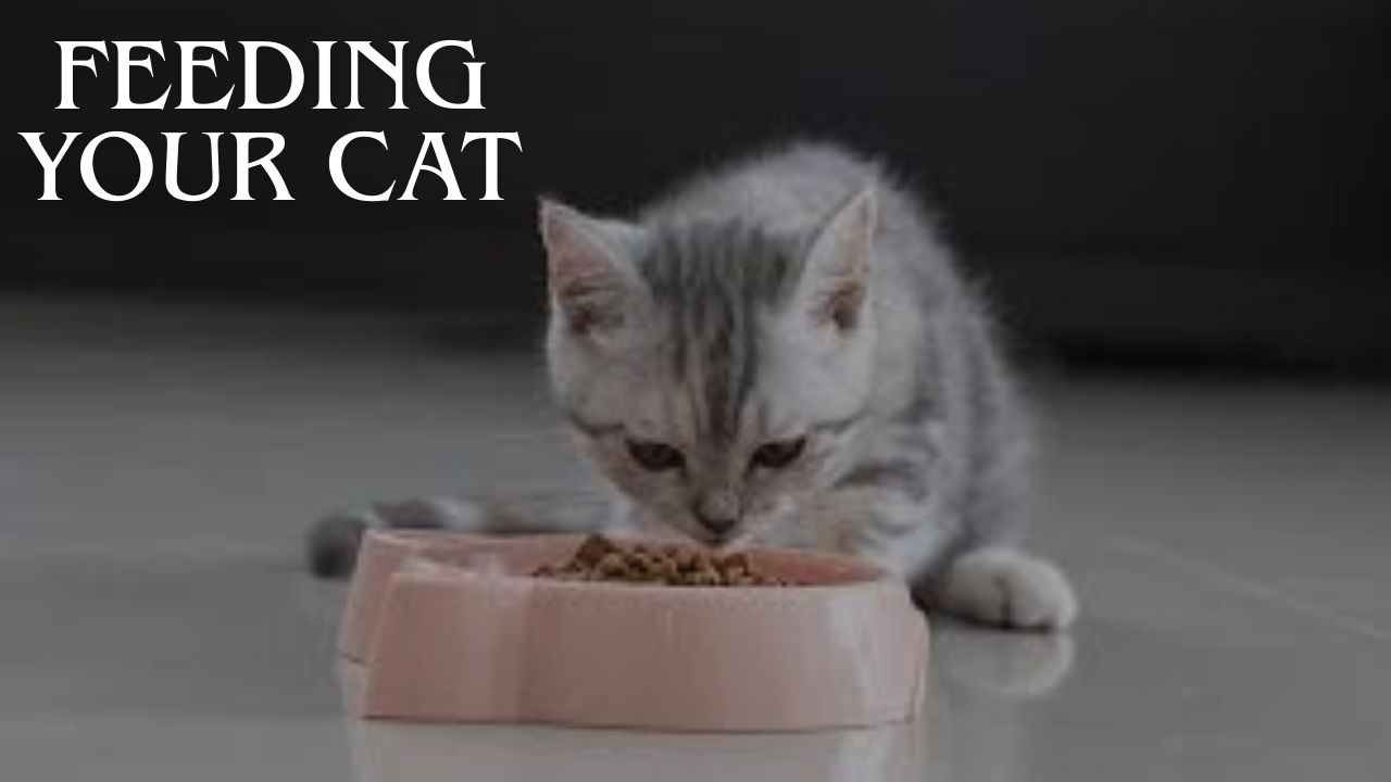 Feeding Your Cat