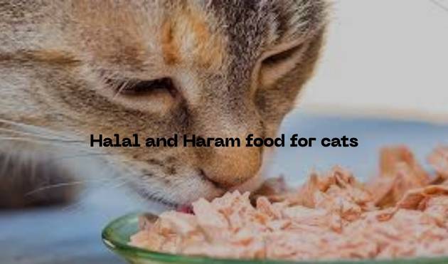 Halal and Haram food for cats