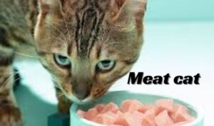 Meat cat
