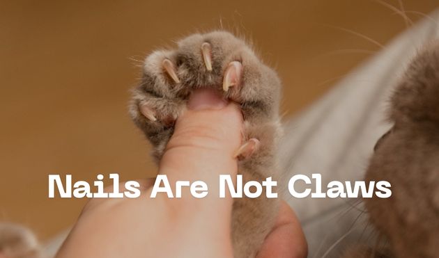 Nails Are Not Claws