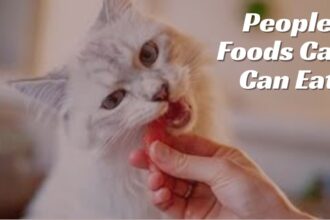 People Foods Cats Can Eat