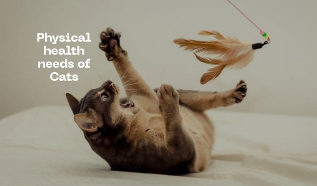 Physical health needs of Cats