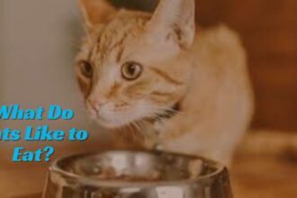 What Do Cats Like to Eat?