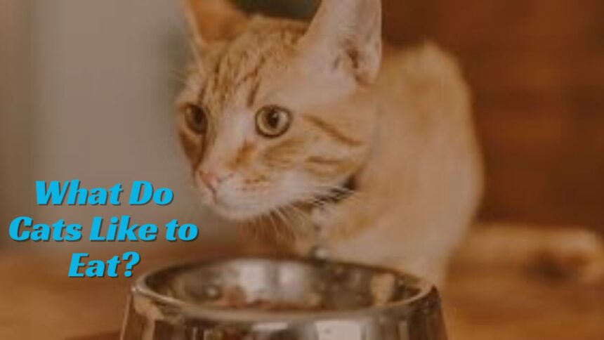 What Do Cats Like to Eat?