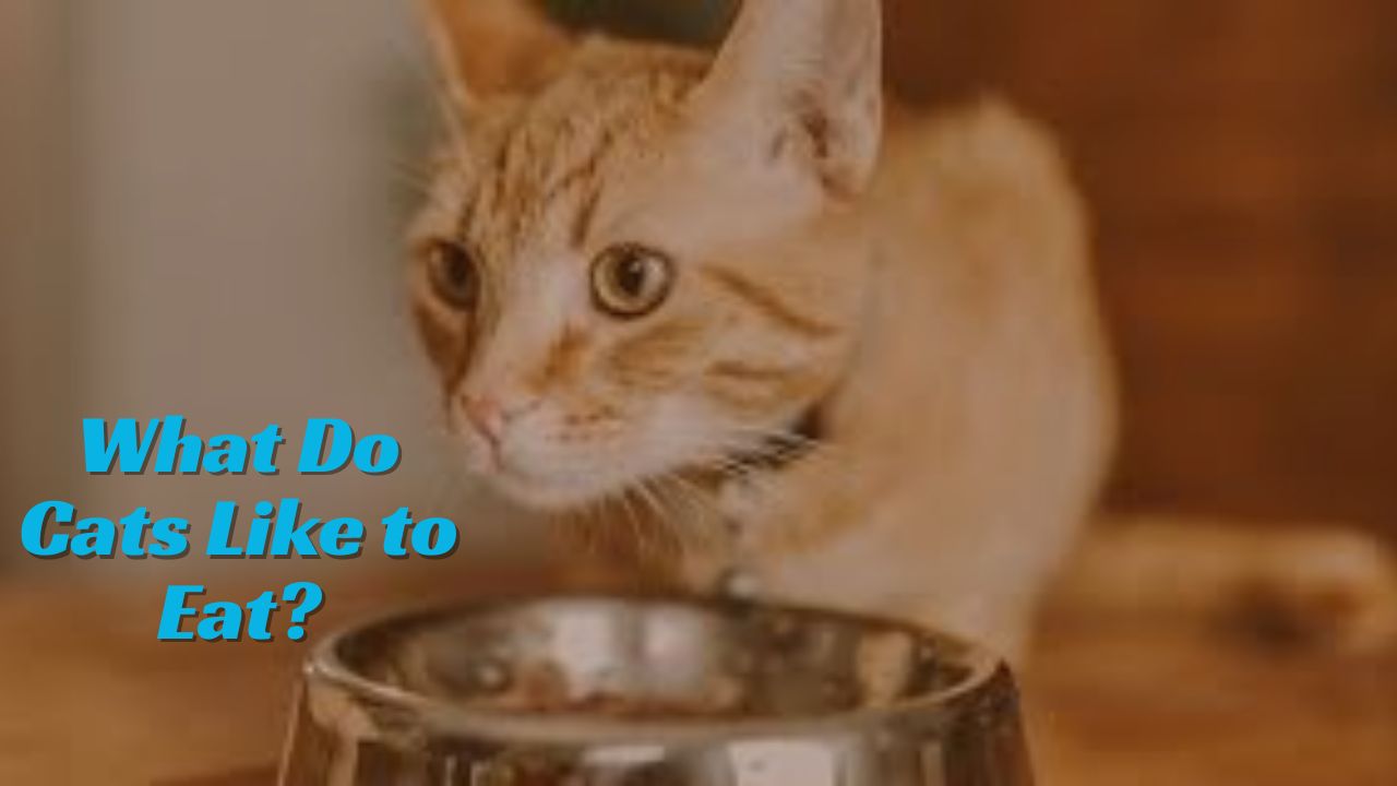What Do Cats Like to Eat?