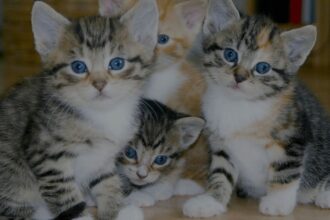 What Do Muslims Feed Cats? | Simple Guide with Islamic Teachings