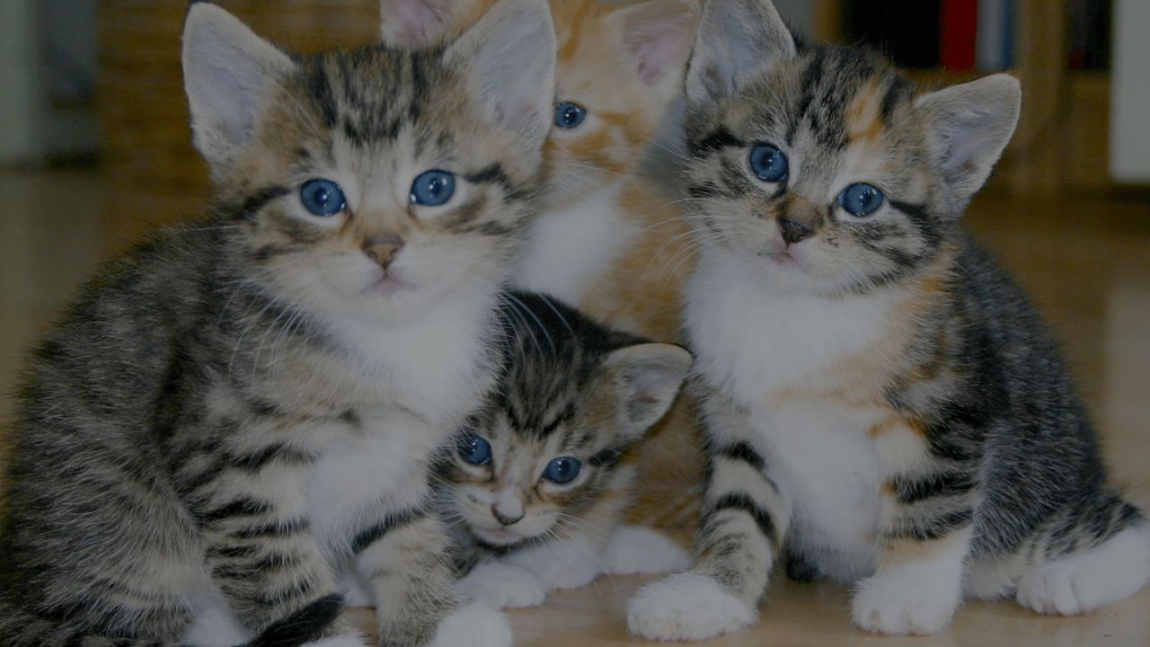 What Do Muslims Feed Cats? | Simple Guide with Islamic Teachings