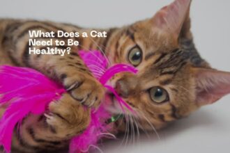 What Is Necessary for a Healthy Cat?