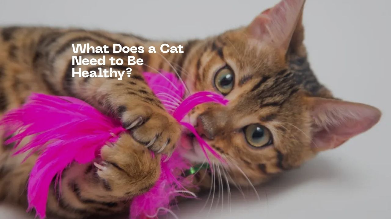 What Is Necessary for a Healthy Cat?