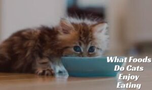 What Foods Do Cats Enjoy Eating