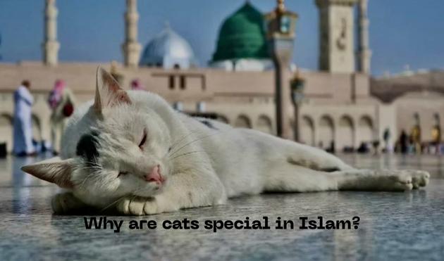 Why are cats special in Islam?