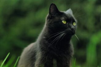 12 Common Cat Myths Debunked Guide 2025