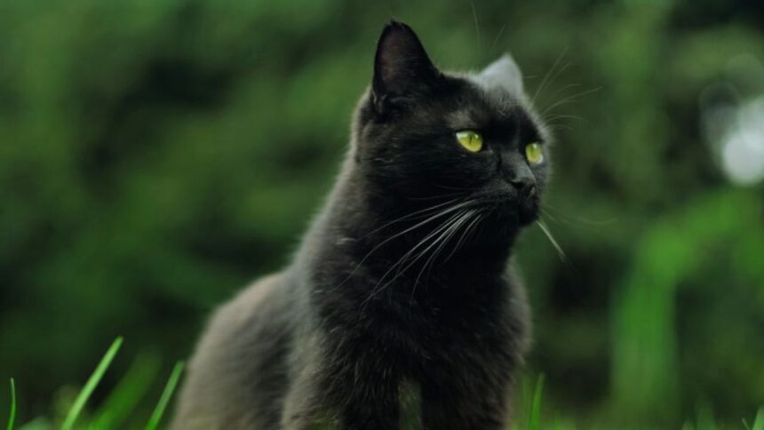 12 Common Cat Myths Debunked Guide 2025
