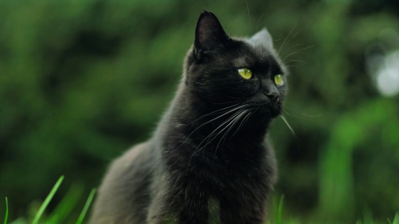 12 Common Cat Myths Debunked Guide 2025