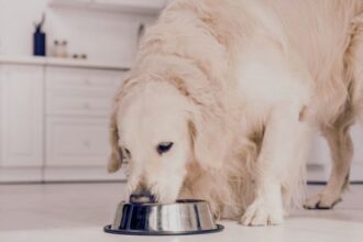 Best Rice Free Dog Food: 10 Proven Health Benefits for Your Pet