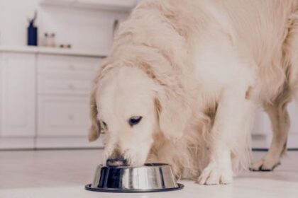 Best Rice Free Dog Food: 10 Proven Health Benefits for Your Pet