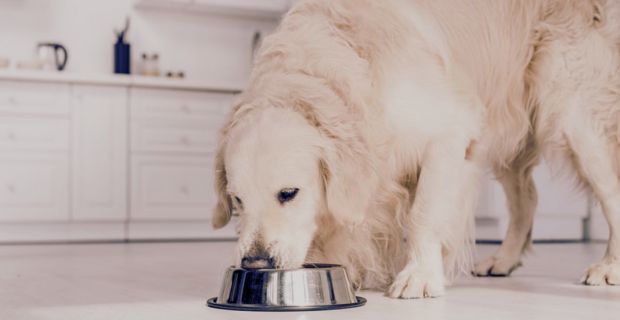 Best Rice Free Dog Food: 10 Proven Health Benefits for Your Pet