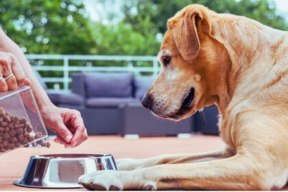 Best Senior Dog Food for Small Dogs: A Complete Guide