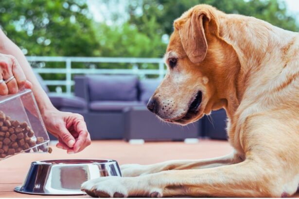 Best Senior Dog Food for Small Dogs: A Complete Guide