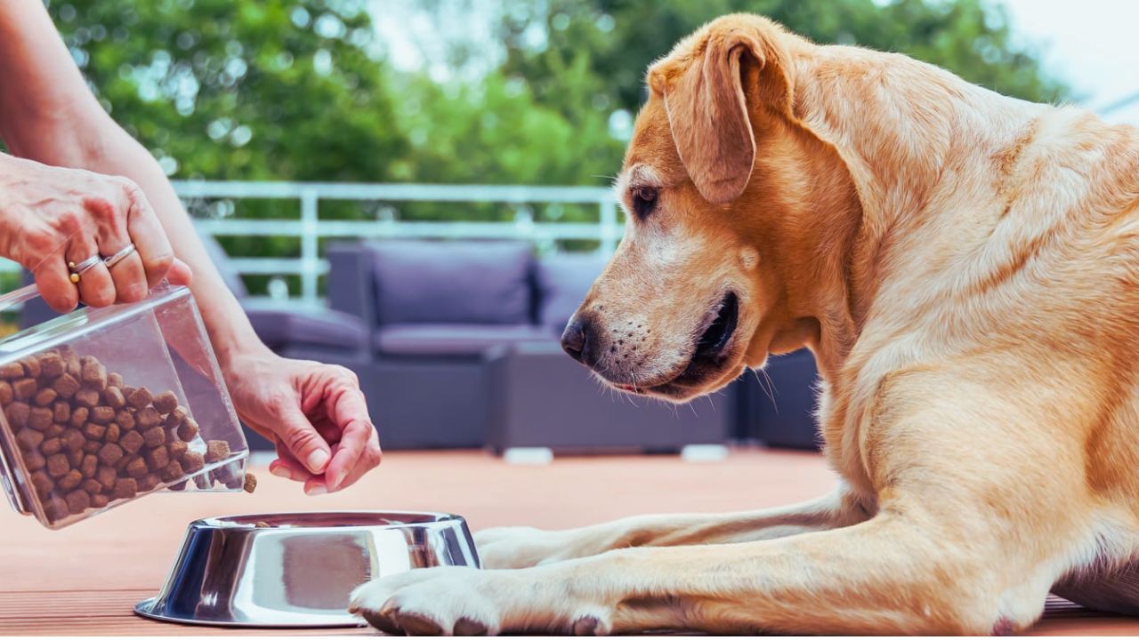 Best Senior Dog Food for Small Dogs: A Complete Guide