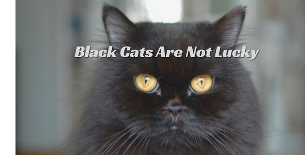 Black Cats Are Not Lucky