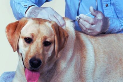 Bordetella Vaccine for Dogs: What to Know