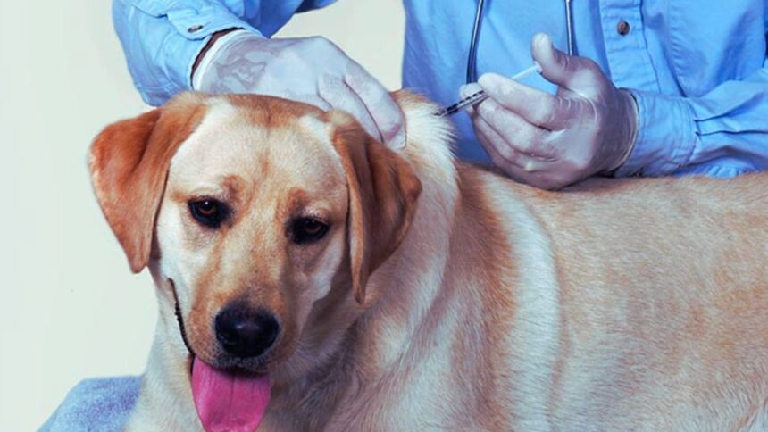 Bordetella Vaccine for Dogs: What to Know