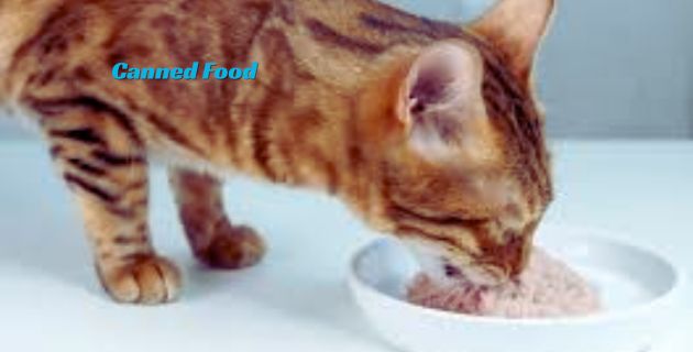 Canned Food