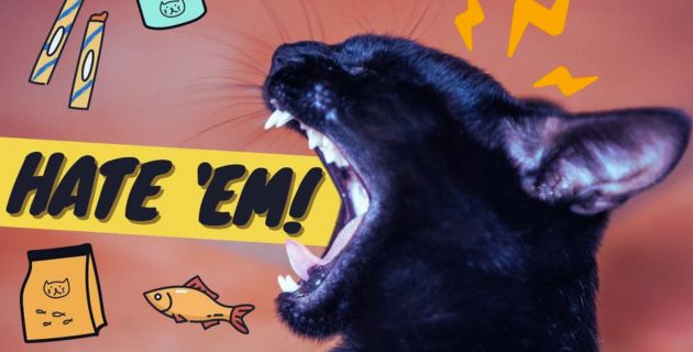 Cats Do Not Like Other Eats