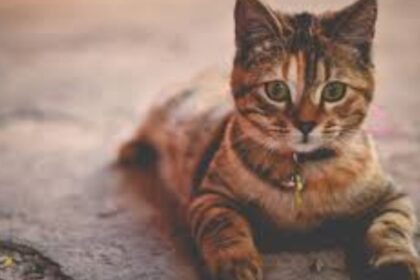 Cornell Feline Health Center