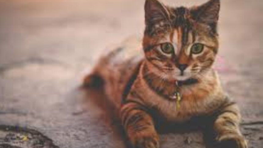 Cornell Feline Health Center