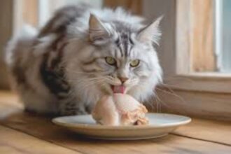 Does My Cat Require a Special Food?