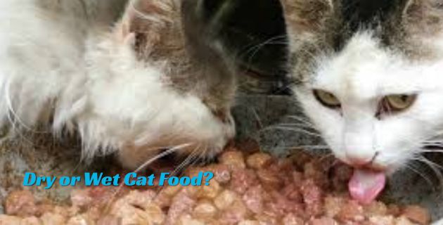 Dry or Wet Cat Food?