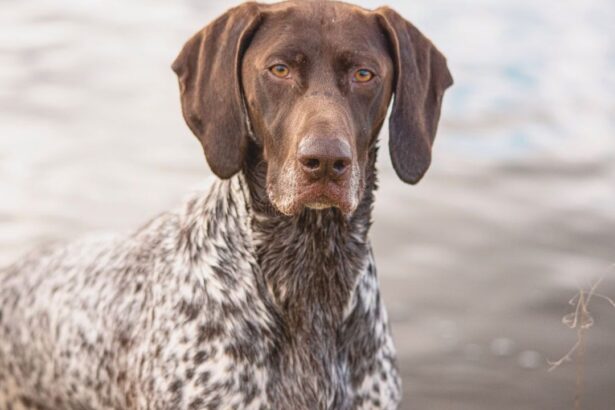 German Shorthaired Pointer Puppies For Sale in south carolina