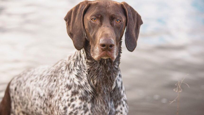 German Shorthaired Pointer Puppies For Sale in south carolina
